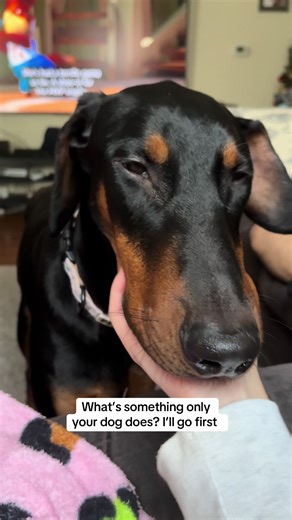 He does this everyday without fail😭what is this #doberman #fyp
