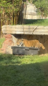 Young tiger Bakso was making himself comfortable in a tub of ice when I took this at Disney’s Animal Kingdom this week. So cute! He is now 125 pounds and growing. 🐅 His mom Sohni can be seen overhead at one point in this clip. #bakso #baksotiger #disneyanimalkingdom #babyanimals #disneyanimals #wdw #waltdisneyworld #disneyworld #babytiger | Mousesteps