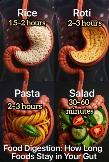 Food Digestion Explained 🍕🥗 | How Long Foods Stay in Your Gut #shorts