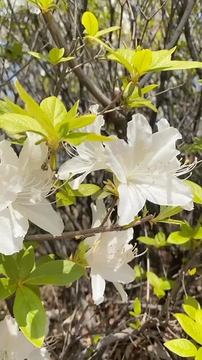 Stunning Azaleas Blooming in Natural Light