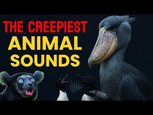 10 Creepiest Animal Sounds Ever Recorded