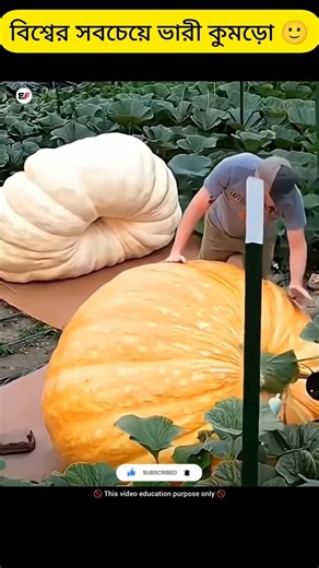 বিশ্বের সবচেয়ে ভারী কুমড়ো🙂||world Heaviest Pumpkin||#facts #viral #nature #pumpkin#shorts