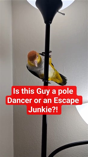 Is Mooki, the pirate, really a pole dancer? #funny #cutepets #dancer #birds