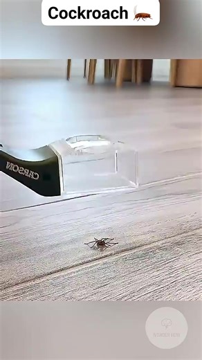 Cockroach 🪳 #reels #trending | Wonder How