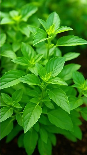 Holy Basil: More Than Stir-Fry! Disease-Fighting Thai Herb + How to Grow