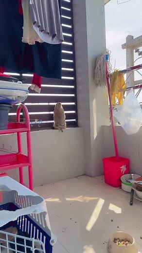 Curious Rodent Observing from a Window