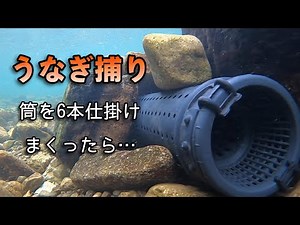 A giant eel?! We set up a fishing tube in search of wild eels...