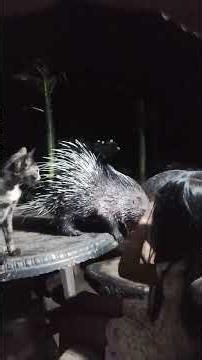 Sri Lanka's Little Princess and Her Adorable Pet Baby Porcupine