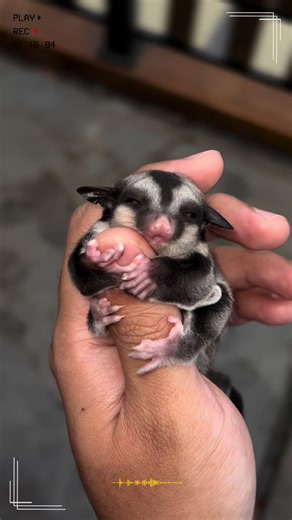 Adorable Sugar Glider Moments