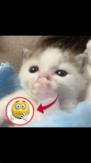 El peor jugador de Mobile Legends 😭🔥