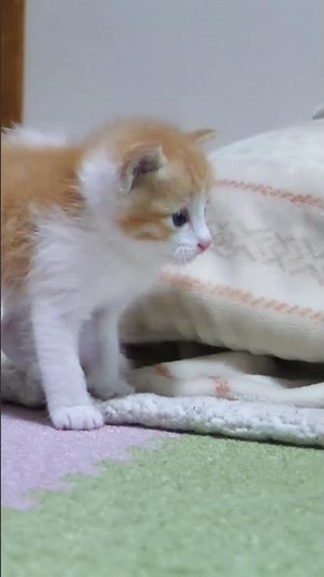 ふわふわさんがとことこ迫りくる【赤ちゃん猫 保護猫】 #gatto #kitten #子ネコ #好きな子猫 #子猫 #cat #meow #エウレカねこ部 #ねこ