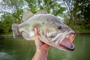 Outlandishly Large Worms for Giant Bass - Game & Fish
