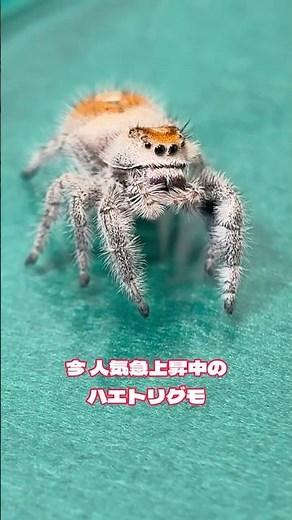 This spider’s courtship dance is way too cute!? Breeding Regal Jumping Spiders! (Phidippus regius...