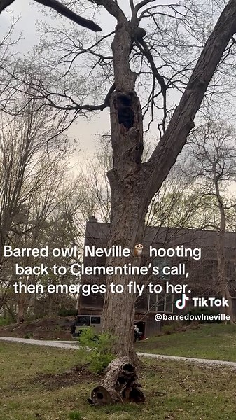 Barred Owl Responds to Call in Heartwarming Interaction