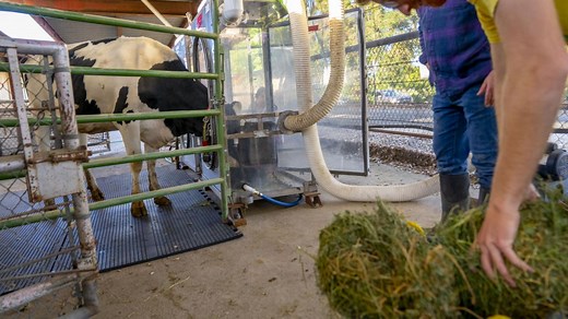 A new study from Dr. Frank Mitloehner’s lab at UC Davis looks at reducing enteric methane using essential oils