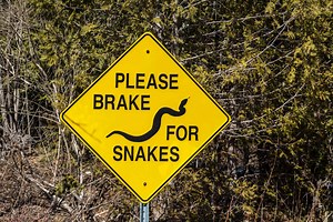 Oklahoma's 3 Most Notable Snake Bite Incidents This Year