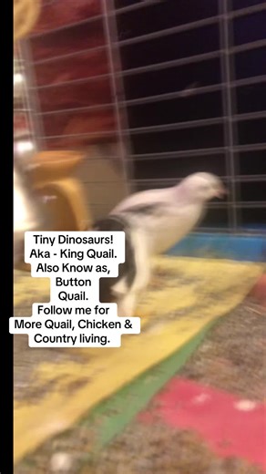 King Quail. Also known as button quail. Follow me for more quail. Chicken and country living Content #buttonquail #quail #countryliving #contentcreator #followme @MommaD’s Quail & Homestead