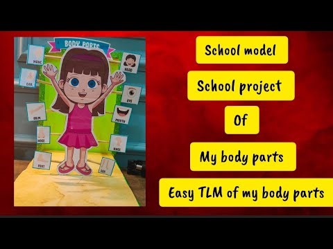 School model of my body parts|Human body parts TLM|parts of body school project