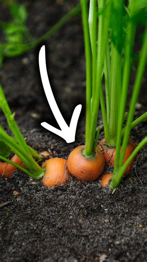 Fall Crops, Question 1: Can It Be Moved?