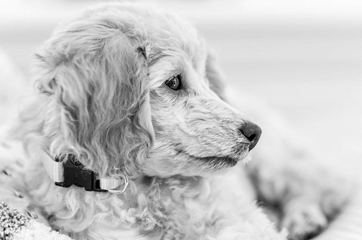 20 Cheapest Ways to Put a Dog Down - Bestie Paws Hospital