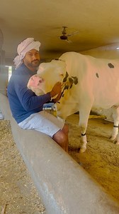 325 reactions · 5 comments | Peace of mind ❤️@jollydairyfarm @ankushjolly58 @bk.banni_buffalo_farm #animelove #animals #reelsinstagram #trending amritsar Punjab | JOLLY DAIRY FARM | Facebook
