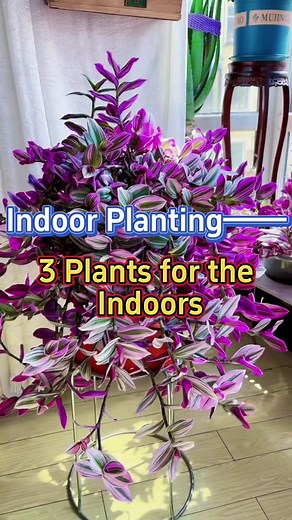 3 Great Plant Choices for Beautiful Indoor Spaces
