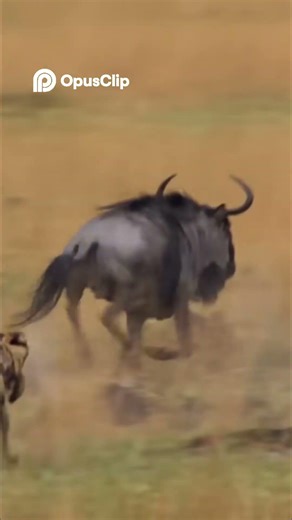 Wild Dogs' Clever Pack Tactics EXPOSED! 🤯 #Nature