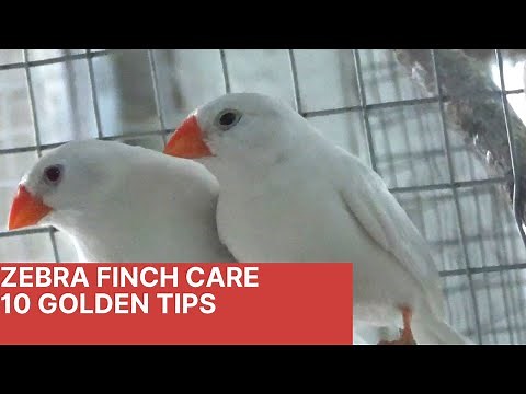 golden tips to take care of zebra finches/ zebra finch care