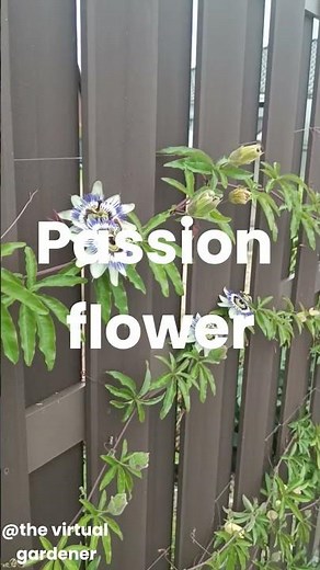 beautiful climbers to grow on garden arches