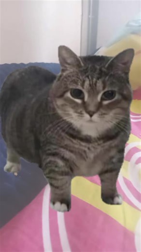 oia cat meme and for from oia danceing expensive