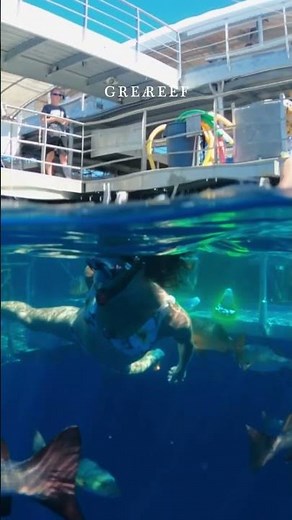 Snorkeling Great Barrier Reef Australia Travel Vlog