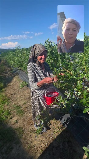 81 de ani în plantatia de afine – partea 2
