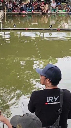 LANGSUNG NDUT NDUTAN GAES‼️ #trending #fishing #mancing #galapung #shorts