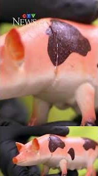 W5 Cartel Canada: W5 investigates Canada’s connection to N.Z. meth crisis