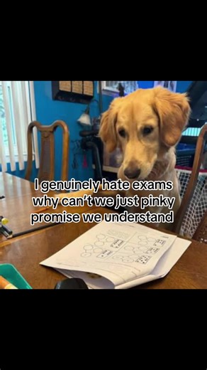 Struggling with Homework: A Student's Perspective