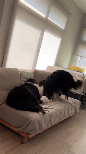 ボーダーコリー ハリー社長 秘書リンジー 遊んでいたら眠くなり一緒にお昼寝#犬#bordercollie#犬と暮らす