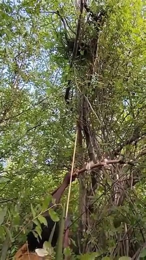 Indigenous people hunt with strange bows and arrows#africa #wildlife #hunting #shorts