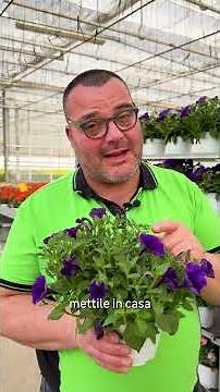 Una pianta che colora il tuo balcone e attira tutti gli sguardi: la Petunia | Leroy Merlin #shorts