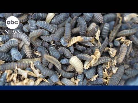 Black soldier flies look to revolutionize the livestock feed industry