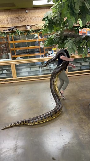 This is not your average lift😳Handling a snake of this size takes serious strength, control, and trust. Every muscle in its body is built for power, and you can feel that weight with every step. Anacondas are incredibly strong constrictors, designed to wrap, hold, and dominate their environment🌊Even when calm, that raw power is always there just beneath the surface⚡Moments like this are equal parts adrenaline and respect for one of the most impressive reptiles on the planet🐍