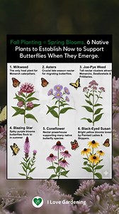3.7K views · 34 reactions | Fall is the perfect time to plant for the butterflies of spring! These six native plants will not only support migrating butterflies but also ensure your garden bursts with color and life when they arrive. Plant now, enjoy later! 曆 | I love Gardening | Facebook