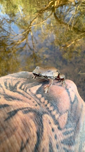 Releasing a Desert Tree Frog (Litoria rubella) that I rescued from a deep pit on a construction site. Pilbara region, Western Australia. | Mick Fullerton Wildlife