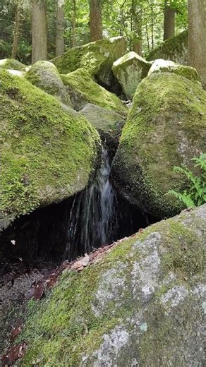 🌿 Naturall Vibes 🎵 Triberger Wasserfälle