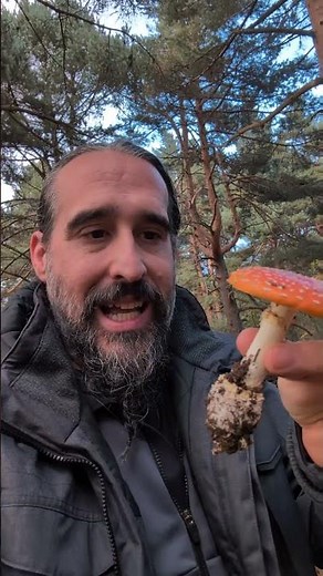 How to Identify an Amanita. Amanita muscaria