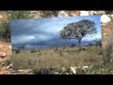 The Savanna Biome in South Africa