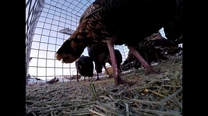 7.6K views · 215 reactions | Each winter, our wildlife biologists trap and relocate wild turkeys from small towns and urban areas where these birds have become a nuisance to more suitable public lands where the potential for continued conflict is very low. These relocation efforts also help establish and maintain healthy turkey populations for people to view and hunt throughout the state. | Utah Division of Wildlife Resources | Facebook