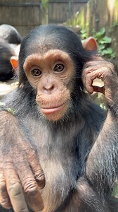 Malago just being Malago ❤️Just like us, each of them has a different personality, each of them is unique and important. | Lwiro Primates