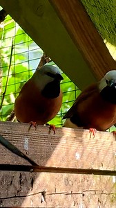 Parson’s finch pair | Tropical Aviary Birds - Torben Dehlholm