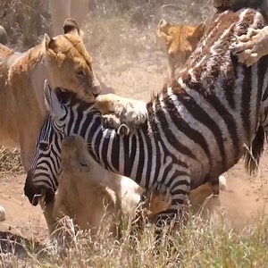 393K views · 10K reactions | The zebra screamed for help, but was brutally torn to pieces by 20 lions.  Join us to get more information: Amazing Animals | Wildlife War | Facebook