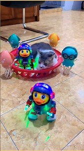 🛒🛒🛒sudah di tambah kerajang merah si oyen🐈🐈